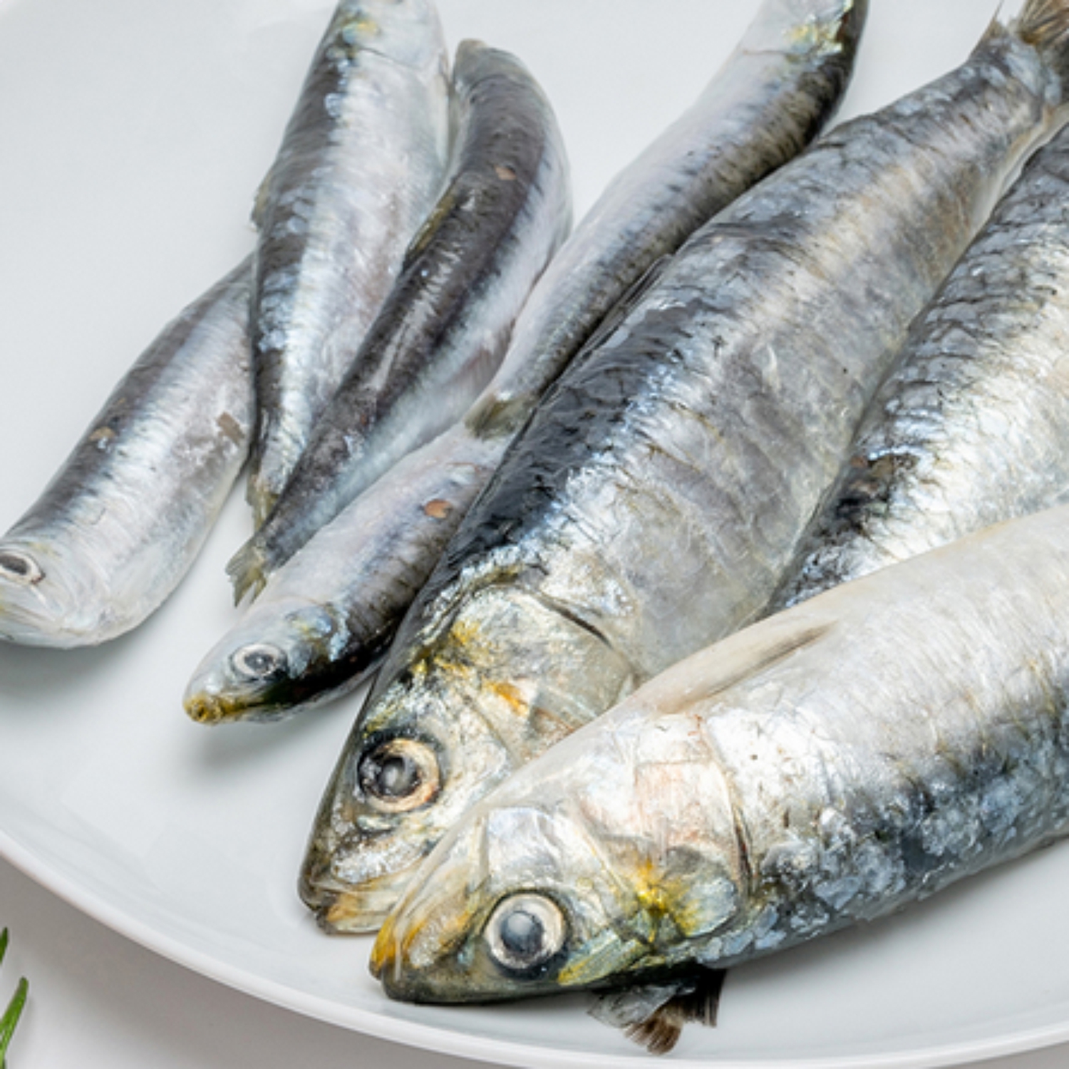 sardinhas